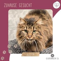 Katze Greta sucht Dich zum kuscheln, Katze zur Adoption