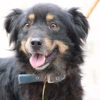 Sinjai - goldiger Wuschelrüde, Hund zur Adoption