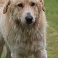 Jazz - kinderlieber Familienhund, Hund zur Adoption