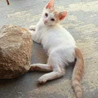 Kater Lukas entdeckt die Welt!, Kater zur Adoption