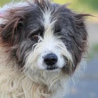 Kyreo - verschmust u. sehr lieb, Hund zur Adoption