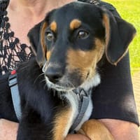 Welpenmädchen Velislava, Hündin zur Adoption