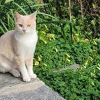 Peta und Luda, einfach bezaubernd, Kater zur Adoption