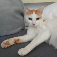 LIlly, elegant in weiß-orange, Katze zur Adoption