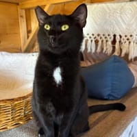 Kleine Mio sucht ihr Glück!, Katze zur Adoption