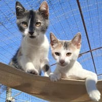 Hübsche Lydia raubt dir den Atem!, Katze zur Adoption