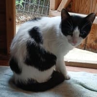 Kleine Two Spot sucht Zuhause!, Katze zur Adoption