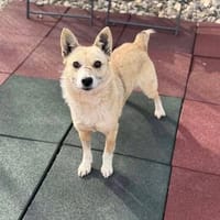 Tonka - unkomplizierter kleiner Rüde, Hund zur Adoption