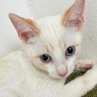anhänglicher Pablo, Kater zur Adoption