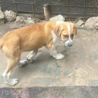 Cajou, suche Plätzchen für immer, Hund zur Adoption