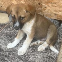 Cosmo, kleiner Hundemann auf der Suche, Hund zur Adoption
