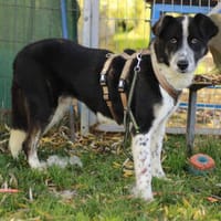 Bist Du das Ticket für Malo's Zukunft?, Hund zur Adoption