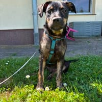 Kalli  kluger Charmeur, Hund zur Adoption
