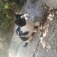 Kleiner Multi sucht Zuhause!, Kater zur Adoption