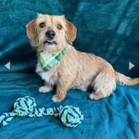 Rocco der Gute-Laune-Hund, Hund zur Adoption