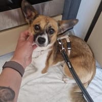 Schüchterne Seele sucht Halt, Hündin zur Adoption