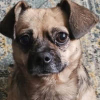 Jaylah sucht ein neues Zuhause, Hündin zur Adoption