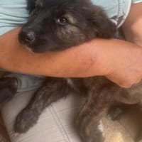 Cassia, kleines Hundekind auf der Suche, Hündin zur Adoption