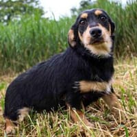 Cherry su. geduldige Menschen, Hündin zur Adoption