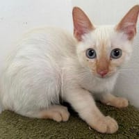 verschmuster Anton, Kater zur Adoption