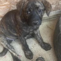Coco, suche mein Plätzchen für immer, Hündin zur Adoption