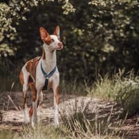 Sanfter Riese Caramelo3 sucht Familie, Hund zur Adoption