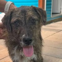 FREDDIE-lebensfroher Jung-Rüde, 44 cm, Hund zur Adoption