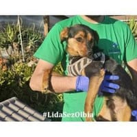 Zizo möchte zu Ihnen gehören, Hund zur Adoption