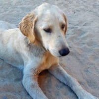 Möchten Sie Berto bei sich aufnehmen?, Hund zur Adoption
