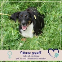 Matza - sucht ein liebevolles Zuhause, Hündin zur Adoption