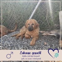 Denzel - flauschiger kleiner Entdecker, Hund zur Adoption