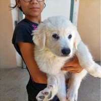 Findet Selene bei Ihnen ihr Zuhause?, Hündin zur Adoption