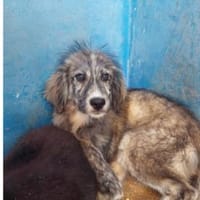 Puccio möchte Sie kennenlernen, Hund zur Adoption