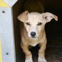 Cricket ist sehr offen und so fröhlich!, Hund zur Adoption