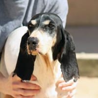 Liebenswerte Diana sucht Familie, Hündin zur Adoption