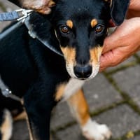 Welpenbub Mauro sucht sein Glück, Hund zur Adoption