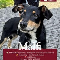 Welpenbub Malfi sucht sein Glück, Hund zur Adoption