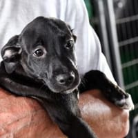 Mikail sucht engen Familienanschluss, Hund zur Adoption
