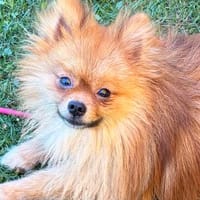 Kleiner Milo in 40668 Meerbusch, Hund zur Adoption