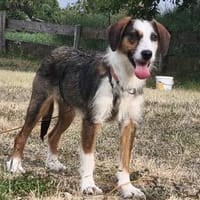 Bibi 💕wartet in 15320 Neutrebbin, Hündin zur Adoption