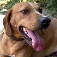 MANNY möchte endlich die Welt entdecken!, Hund zur Adoption