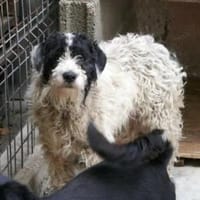 Keno ist ein Traumhund durch und durch!, Hund zur Adoption