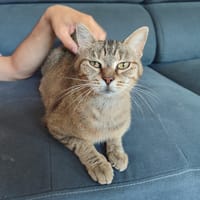 MIKKY, chatte à adopter