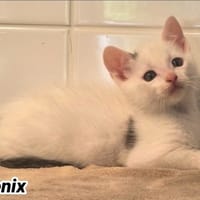 PHOENIX (réservé), chat à adopter