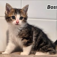 BOSTON (Réservé) Cookie, chatte à adopter