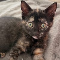 ROUKA (BABY2), chatte à adopter