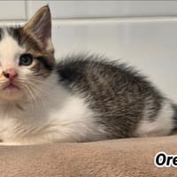 OREGON (Réservé), chat à adopter
