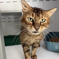 GRIZLY, chat à adopter