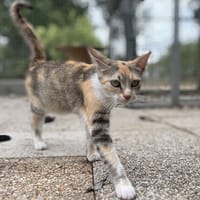 BEAUTY, chatte à adopter