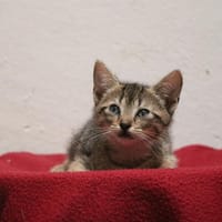 MILHOUSE HAB17596, chat à adopter